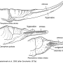 Ctenophora (Ctenophora) guttata : ovipositor
