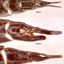 Ctenophora (Ctenophora) guttata : ovipositor