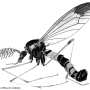 Ctenophora (Cnemoncosis) magnifica : habitus - male