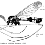 Ctenophora (Cnemoncosis) magnifica : habitus - male
