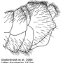 Ctenophora (Cnemoncosis) magnifica : hypopygium