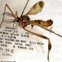 Ctenophora (Cnemoncosis) nohirae : habitus - male