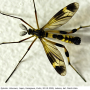Ctenophora (Cnemoncosis) nohirae : habitus - male