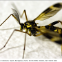 Ctenophora (Cnemoncosis) nohirae : habitus - male