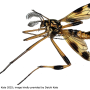 Ctenophora (Cnemoncosis) nohirae : habitus - male