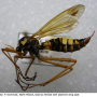 Ctenophora (Cnemoncosis) ornata : habitus - female