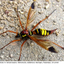 Ctenophora (Cnemoncosis) ornata : habitus - female