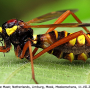Ctenophora (Cnemoncosis) ornata : habitus - female