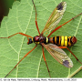 Ctenophora (Cnemoncosis) ornata : habitus - female