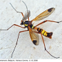 Ctenophora (Cnemoncosis) ornata : habitus - male