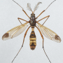 Ctenophora (Cnemoncosis) ornata : habitus - male