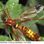 Ctenophora (Cnemoncosis) ornata : habitus - male