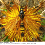 Ctenophora (Cnemoncosis) ornata : habitus - male