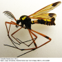 Ctenophora (Cnemoncosis) ornata : habitus - male