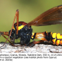 Ctenophora (Cnemoncosis) ornata : habitus - male