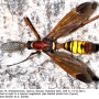Ctenophora (Cnemoncosis) ornata : habitus - male