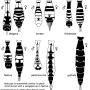 Ctenophora (Cnemoncosis) ornata : body part(s) - abdomen