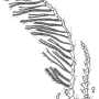Ctenophora (Cnemoncosis) ornata : body part(s) - antenna