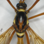 Ctenophora (Cnemoncosis) ornata : body part(s) - head and thorax