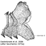 Ctenophora (Cnemoncosis) ornata : hypopygium