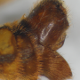 Ctenophora (Cnemoncosis) ornata : hypopygium