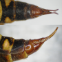 Ctenophora (Cnemoncosis) ornata : ovipositor