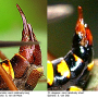 Ctenophora (Cnemoncosis) ornata : ovipositor