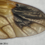 Ctenophora (Cnemoncosis) ornata : wing