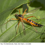 Ctenophora (Ctenophora) pectinicornis : habitus - female