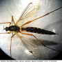 Ctenophora (Ctenophora) pectinicornis : habitus - female