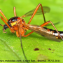 Ctenophora (Ctenophora) pectinicornis : habitus - female
