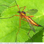 Ctenophora (Ctenophora) pectinicornis : habitus - female