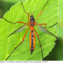 Ctenophora (Ctenophora) pectinicornis : habitus - female