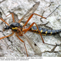 Ctenophora (Ctenophora) pectinicornis : habitus - female