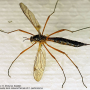 Ctenophora (Ctenophora) pectinicornis : habitus - female