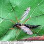 Ctenophora (Ctenophora) pectinicornis : habitus - female