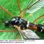 Ctenophora (Ctenophora) pectinicornis : habitus - female