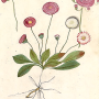 Ctenophora (Ctenophora) pectinicornis : habitus - male