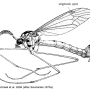 Ctenophora (Ctenophora) pectinicornis : habitus - male