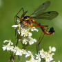 Ctenophora (Ctenophora) pectinicornis : habitus - male