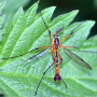 Ctenophora (Ctenophora) pectinicornis : habitus - male