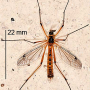 Ctenophora (Ctenophora) pectinicornis : habitus - male