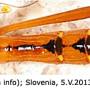 Ctenophora (Ctenophora) pectinicornis : habitus - male