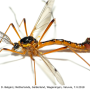 Ctenophora (Ctenophora) pectinicornis : habitus - male