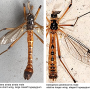 Ctenophora (Ctenophora) pectinicornis : habitus - male