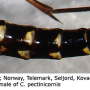 Ctenophora (Ctenophora) pectinicornis : body part(s) - abdomen