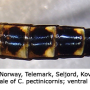 Ctenophora (Ctenophora) pectinicornis : body part(s) - abdomen