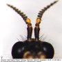 Ctenophora (Ctenophora) pectinicornis : body part(s) - antenna