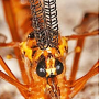 Ctenophora (Ctenophora) pectinicornis : body part(s) - head and antenna