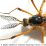 Ctenophora (Ctenophora) pectinicornis : body part(s) - head and thorax